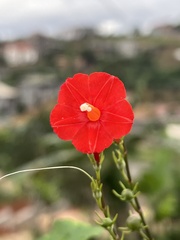 Ipomoea hederifolia