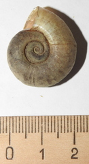 Planorbarius corneus