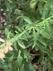 Hyssopus officinalis