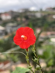 Ipomoea hederifolia