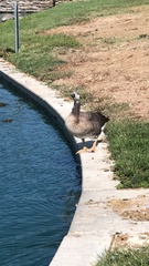 Anser anser × Branta canadensis