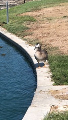 Anser anser × Branta canadensis