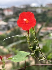 Ipomoea hederifolia