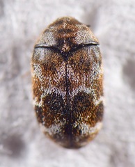 Trogoderma sternale aspericolle