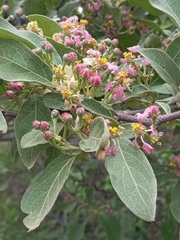 Malpighia mexicana