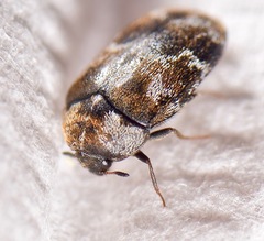 Trogoderma sternale aspericolle