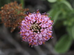 Polyachyrus annuus