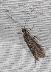 Hydropsychoidea