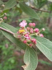 Malpighia mexicana