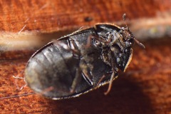 Trogoderma sternale aspericolle