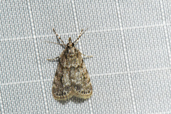 Scoparia basalis