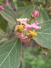 Malpighia mexicana