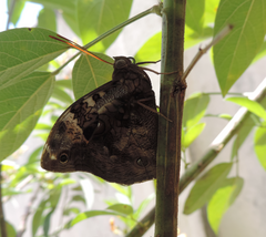Opsiphanes invirae