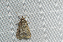 Scoparia basalis