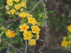 Heliotropium linariifolium