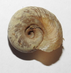 Planorbarius corneus