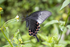 Papilio paris