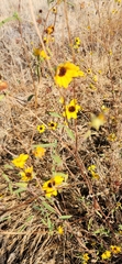 Helianthus exilis