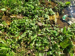 Rorippa
