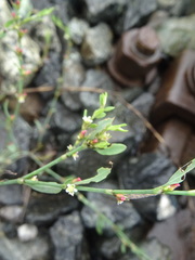 Polygonum aviculare