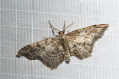 Hypagyrtis piniata