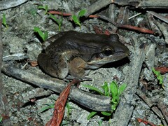 Leptodactylus insularum