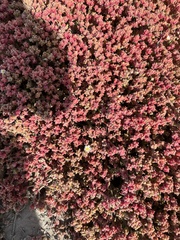 Mesembryanthemum nodiflorum