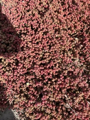 Mesembryanthemum nodiflorum