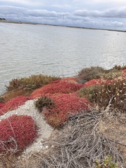 Mesembryanthemum nodiflorum