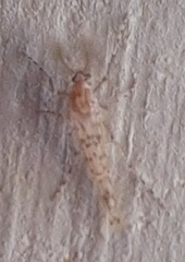 Chaoborus punctipennis