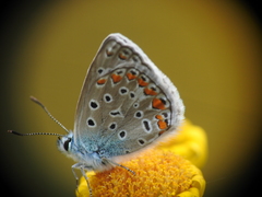 Polyommatus icarus