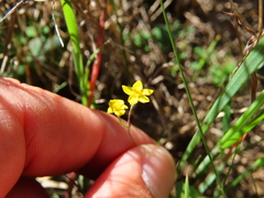 Gymnodiscus capillaris