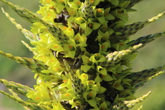 Puya chilensis