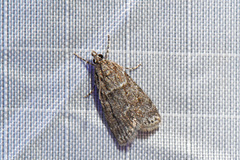 Scoparia basalis
