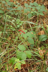 Rubus saxatilis
