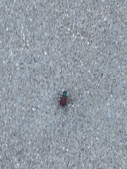 Cicindela scutellaris