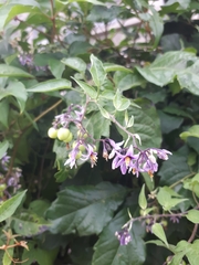 Solanum dulcamara