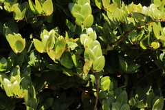 Griselinia scandens