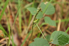 Rubus saxatilis