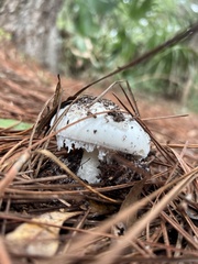 Amanita polypyramis