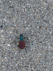 Cicindela scutellaris
