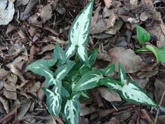 Syngonium wendlandii