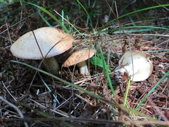 Suillus weaverae