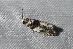 Gypsonoma adjuncta