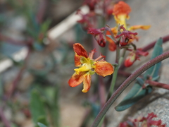 Dinemandra ericoides