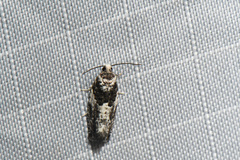 Gypsonoma adjuncta