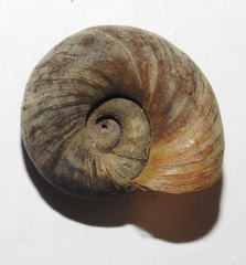 Planorbarius corneus