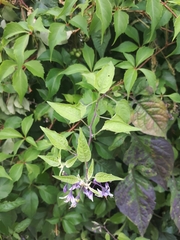 Solanum dulcamara
