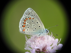 Polyommatus thersites