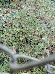 Juniperus chinensis